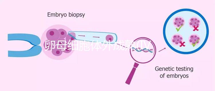 卵母細(xì)胞體外成熟(IVM)科普，不熟卵子未完的緣分